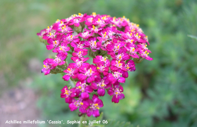 Achillea millefolium 'Cassis'