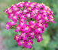 Achillea millefolium 'Cassis'