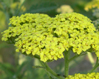 Achillea 'Mondpagoda'