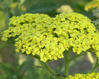 Achillea 'Mondpagoda'