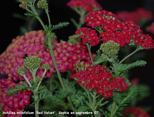 Achillea millefolium 'Red Velvet'