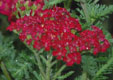 Achillea millefolium 'Red Velvet'