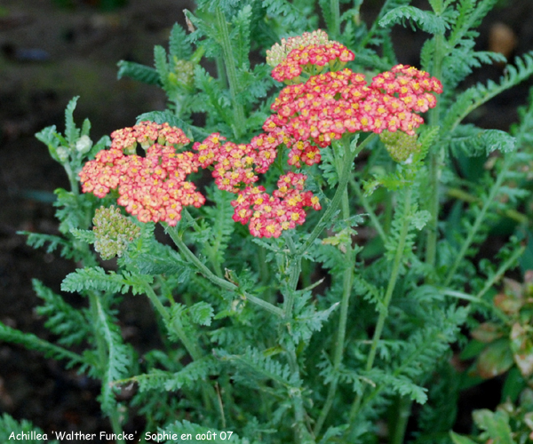 Achillea 'Walther Funcke'