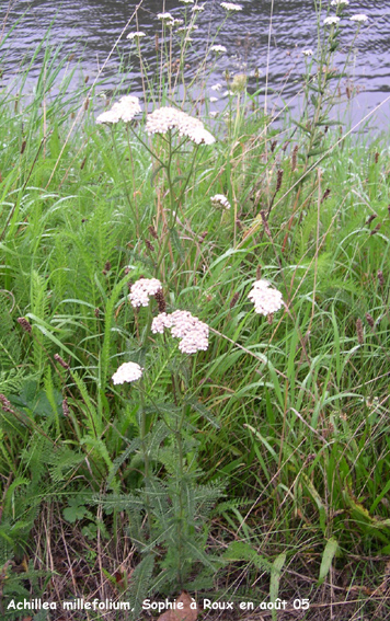 Achillea millefolium