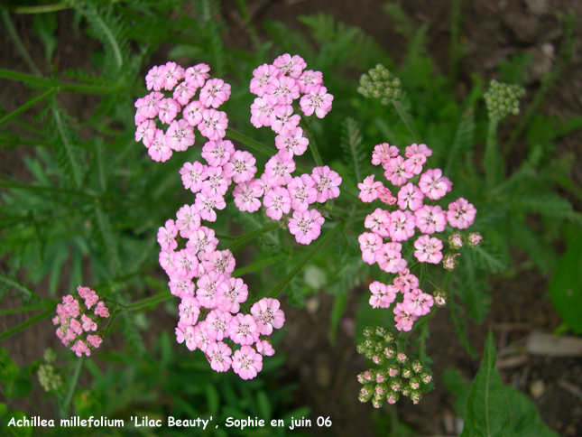 Achillea millefolium 'Lilac Beauty'