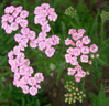 Achillea millefolium 'Lilac Beauty'