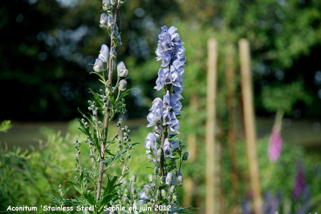 Aconitum 'Stainless Steel'