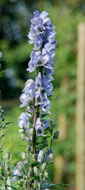 Aconitum 'Stainless Steel'