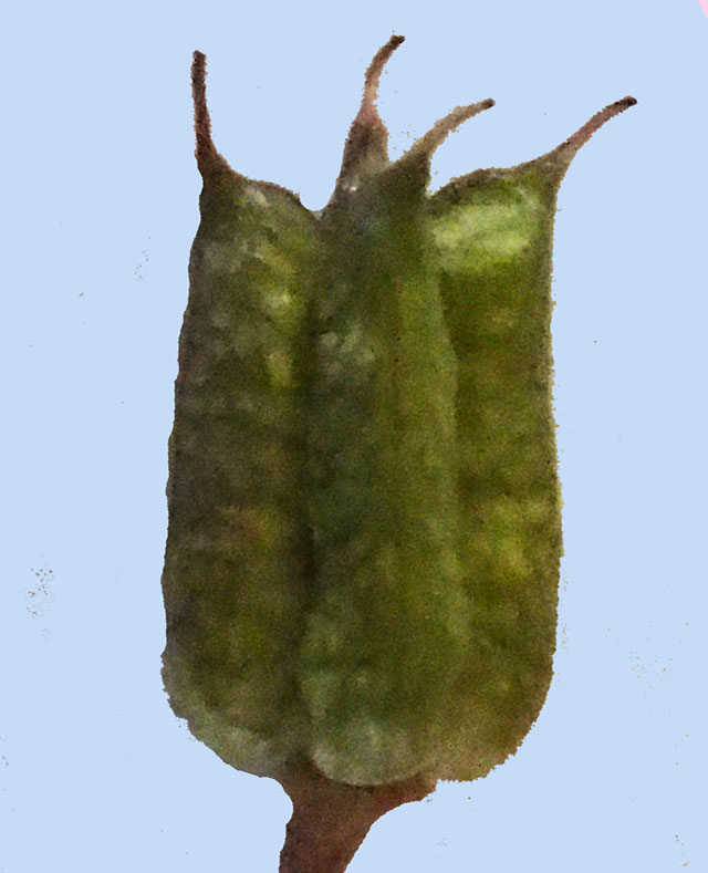 Aconitum carmichaelii ardendsii