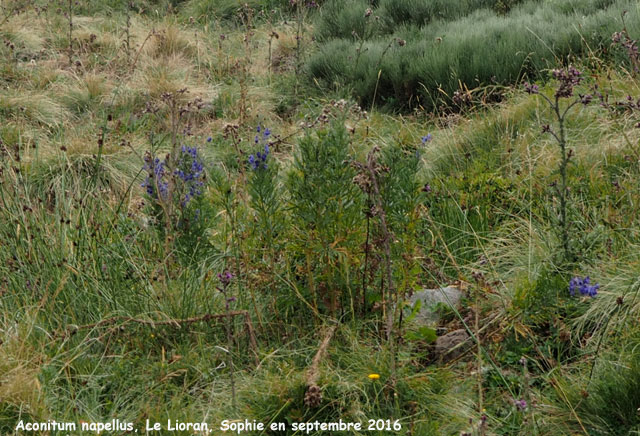 Aconitum napellus