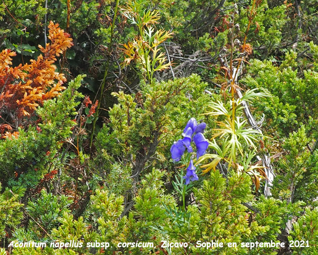 Aconitum napellus subsp. corsicum