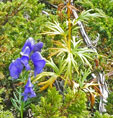 Aconitum napellus subsp. corsicum