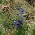 Aconitum napellus