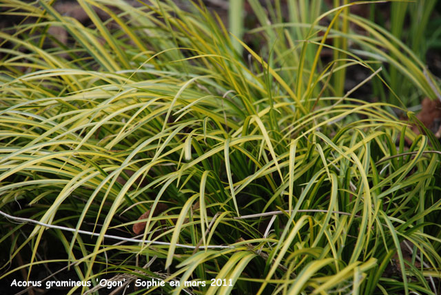 Acorus gramineus 'Ogon'