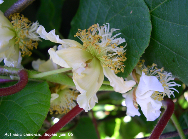 Actinidia kolomikta