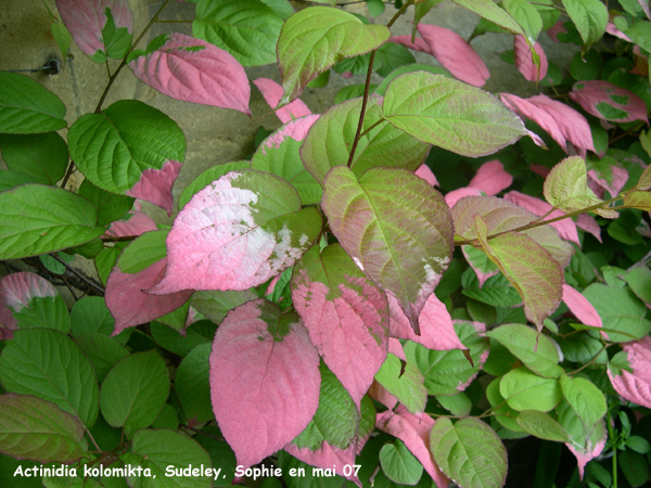 Actinidia kolomikta