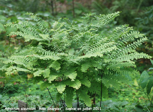 Adiantum aleuticum 'Miss Sharples'