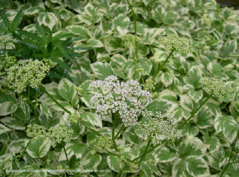 Aegopodium podograria 'Variegatum'