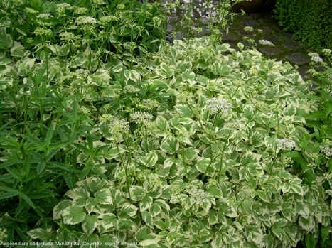 Aegopodium podograria 'Variegatum'