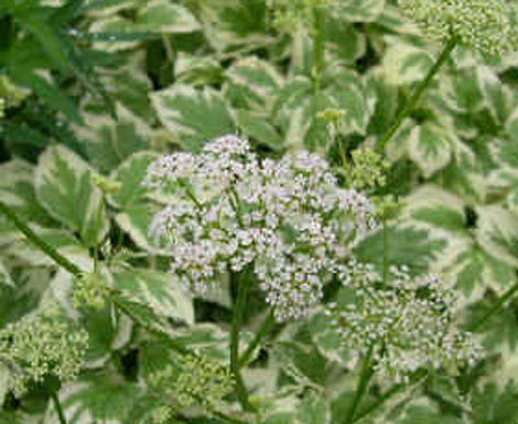 Aegopodium podograria 'Variegatum'