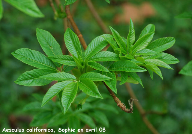 Aesculus californica