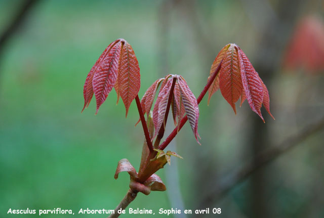 Aesculus parviflora