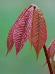 Aesculus parviflora