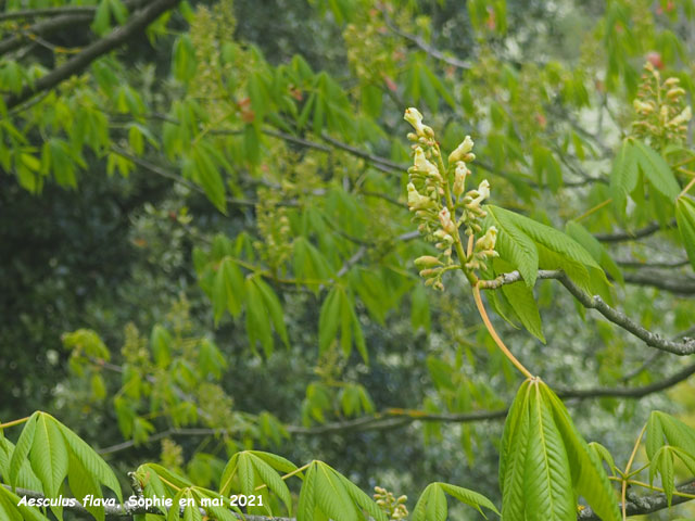 Aesculus flava