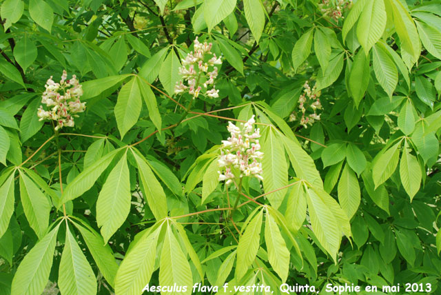 Aesculus flava f. vestita