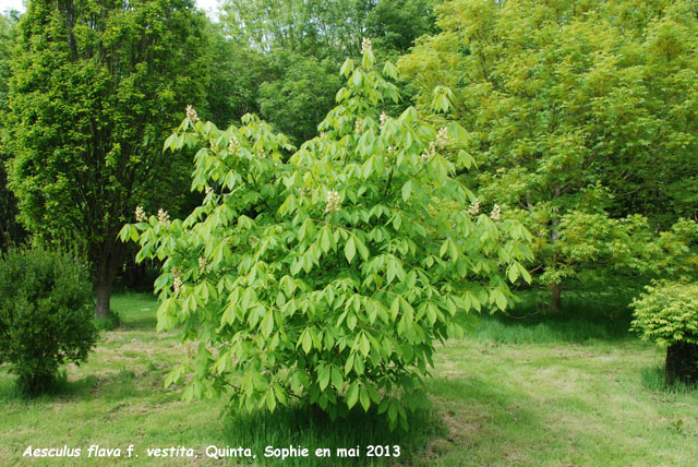 Aesculus flava f. vestita