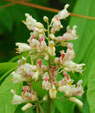 Aesculus indica f. vestita