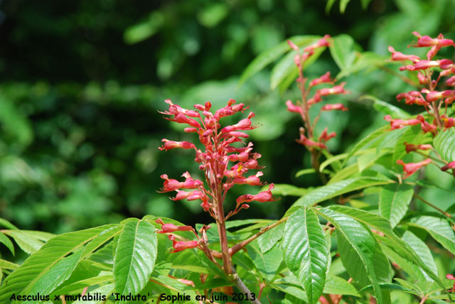 Aesculus x mutabilis 'Induta'