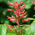 Aesculus x mutabilis 'Induta'