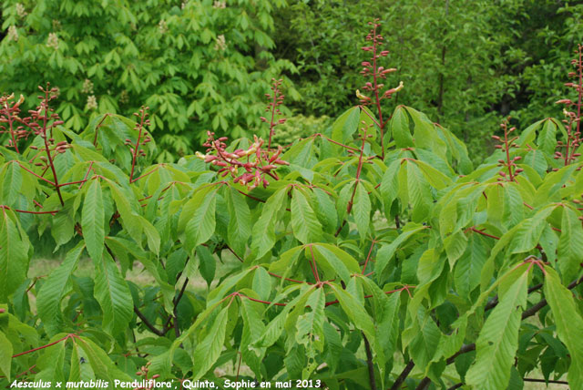 Aesculus x mutabilis 'Penduliflora'