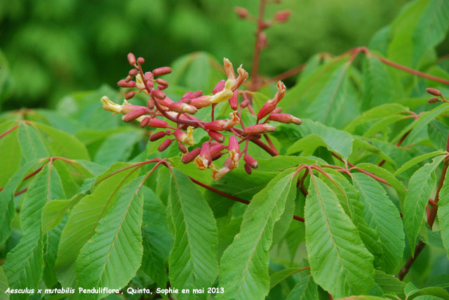 Aesculus x mutabilis 'Penduliflora'