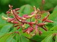 Aesculus x mutabilis 'Penduliflora'