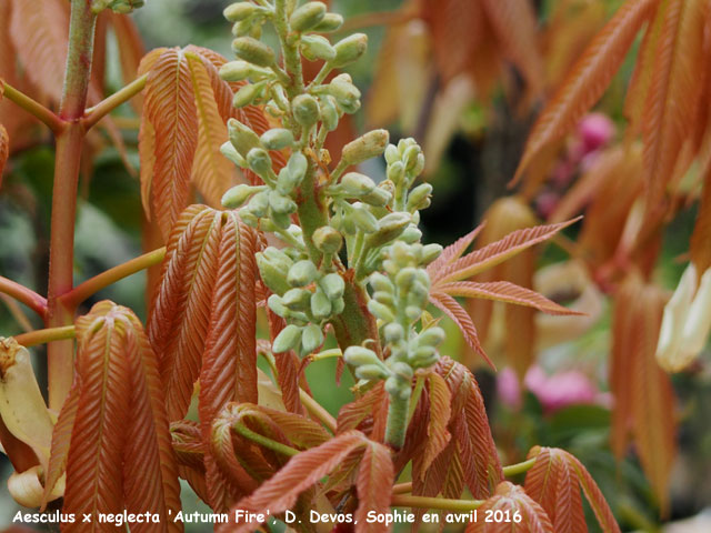 Aesculus x neglecta 'Autumn Fire'