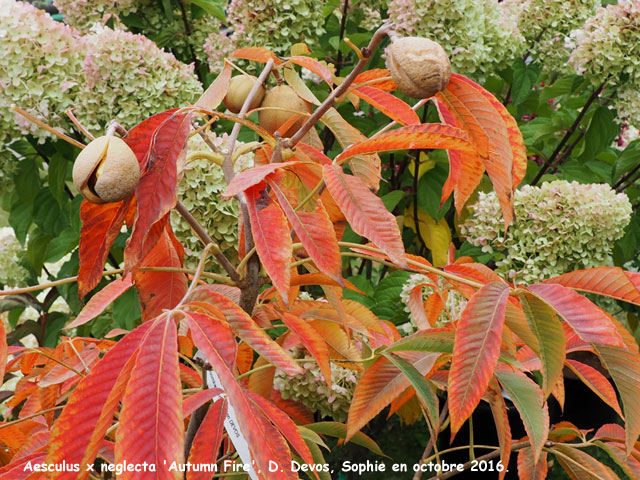 Aesculus x neglecta 'Autumn Fire'