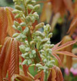 Aesculus neglecta 'Autumn Fire'