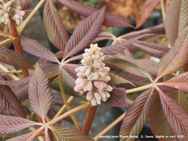 Aesculus pavia 'Purple Spring'