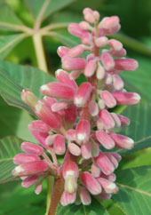 Aesculus pavia 'Purple Spring'