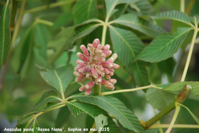 Aesculus pavia 'Rosea Nana'