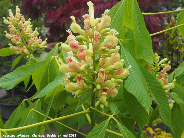 Aesculus sylvatica