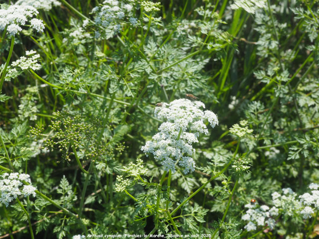 Aethusa cynapium