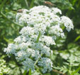Aethusa cynapium