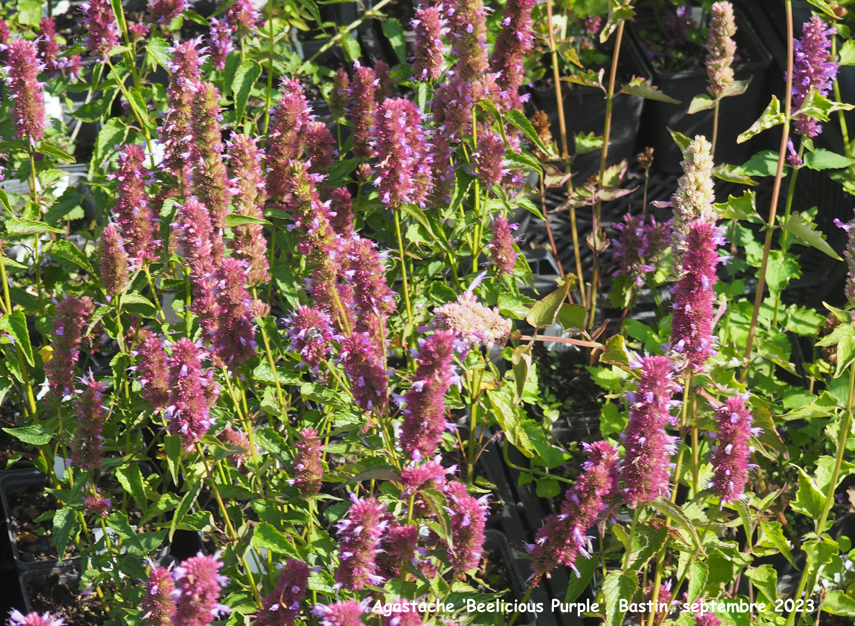 Agastache 'Beelicious Purple'