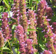 abelia