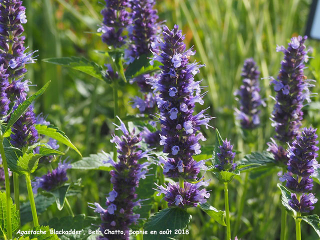 Agastache 'Blackadder'