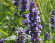 Agastache 'Blackadder'