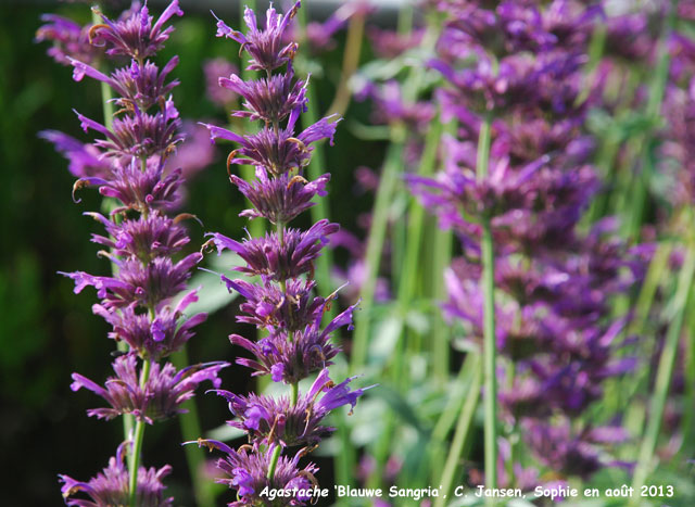 Agastache 'Blauwe Sangria'